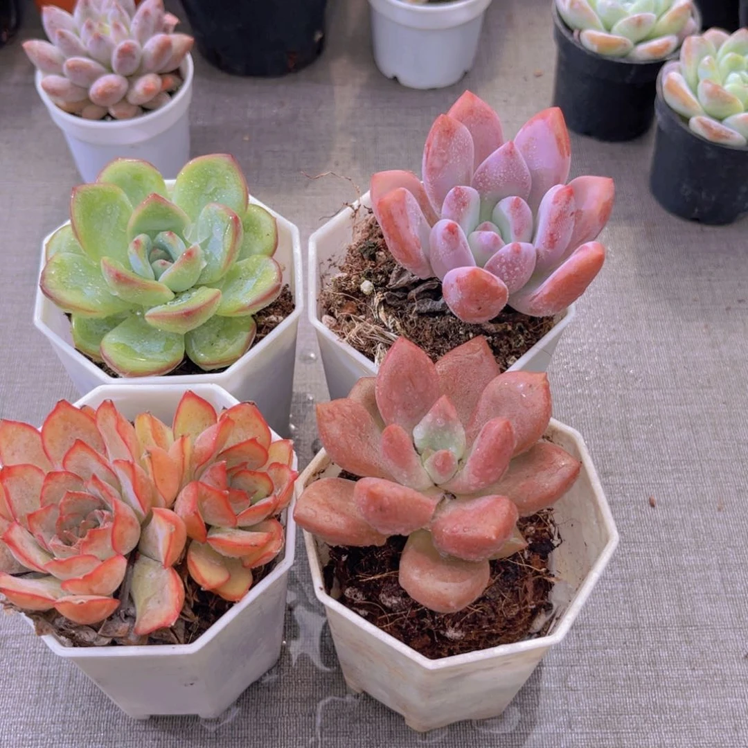 泡芙。奥普。 菲娜娜。桃花源