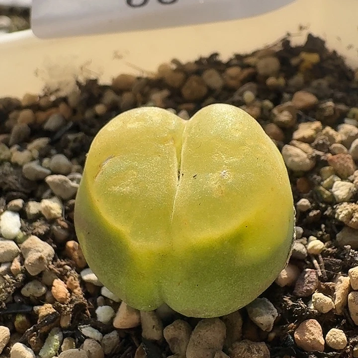 55 拉登杂大葫芦。