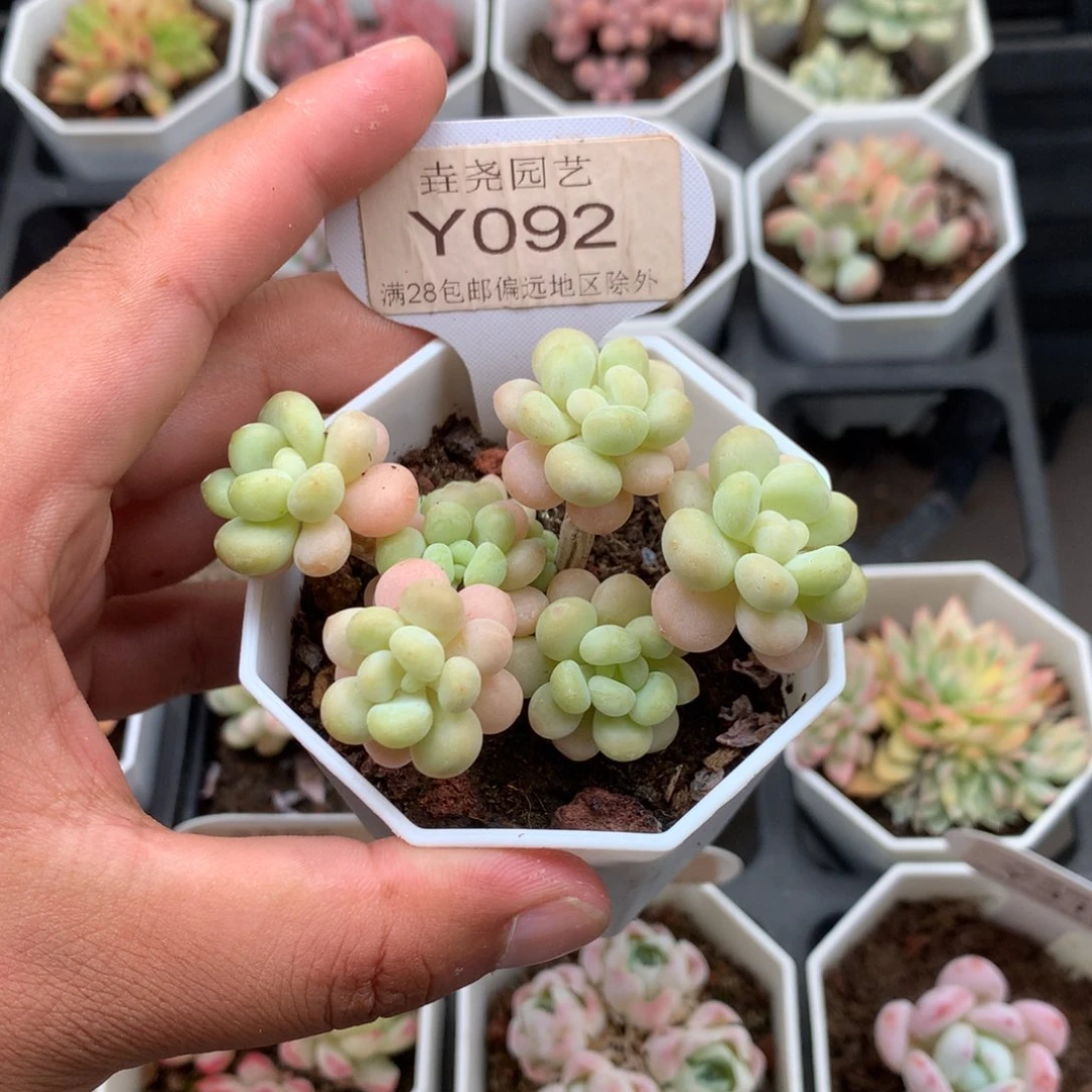 0092鱼子酱4.0厘米