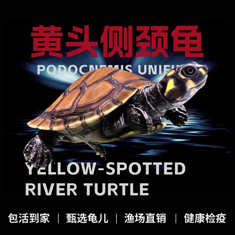 黄头龟侧颈龟忍者神龟深水长颈观赏吃粪乌龟粑粑清理鱼缸热带公母