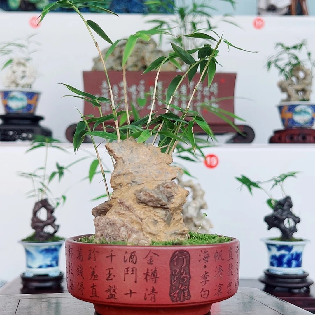 无花朵盆景，凤尾竹，风凌石