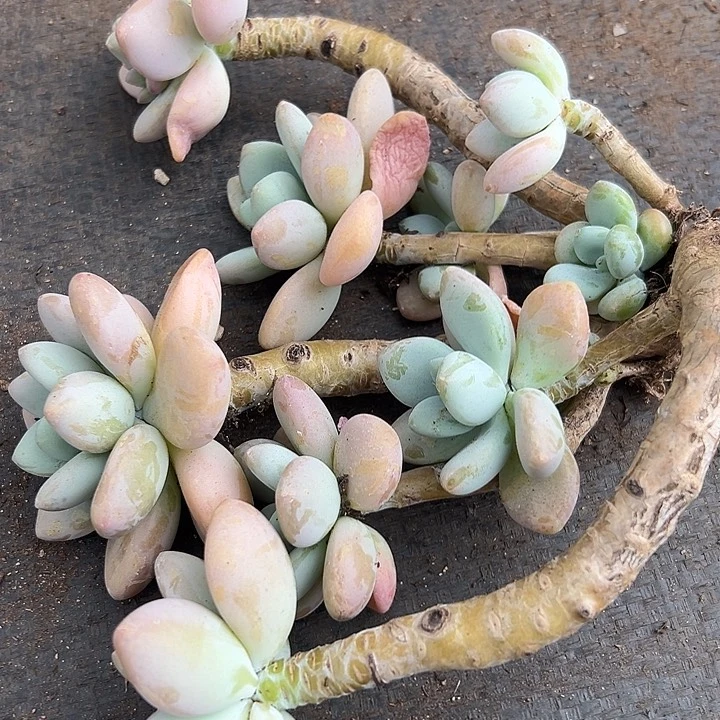 无花朵洛神老桩。