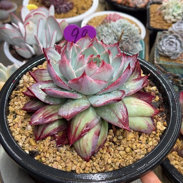 98惊鸿仙子 夏鸣园艺