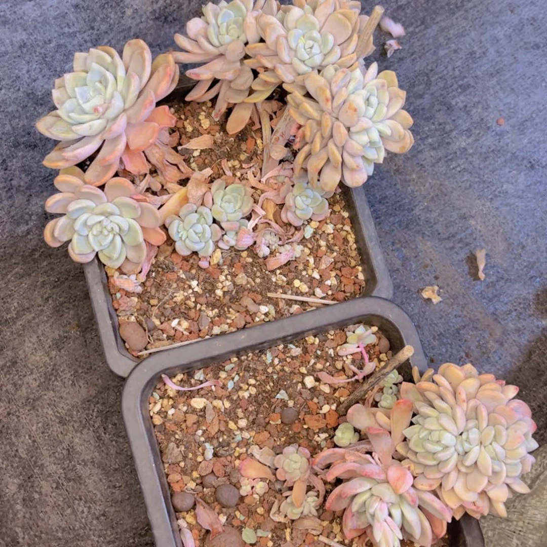 友家多肉一物一拍
