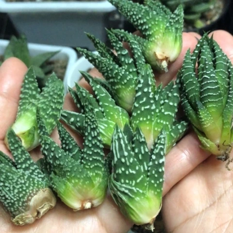 泪珠8颗硬叶1颗，9颗全部一起发货