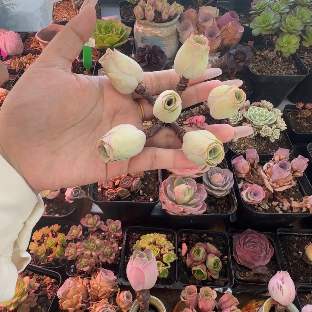 谷***犟L525半城玫瑰造型桩不含盆土