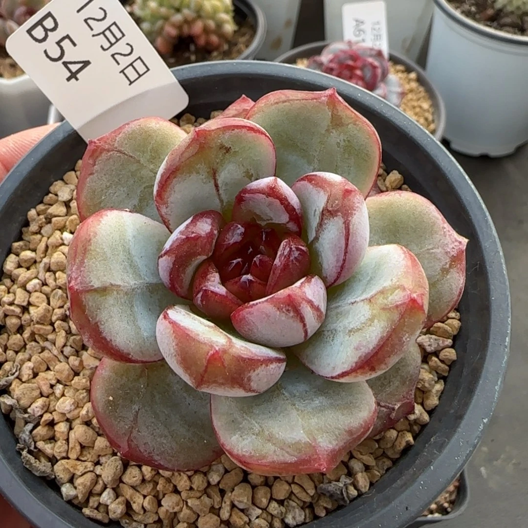 血色浪漫单头一颗脱土