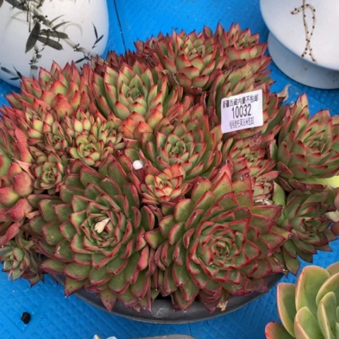 老*吉赛尔10032多肉