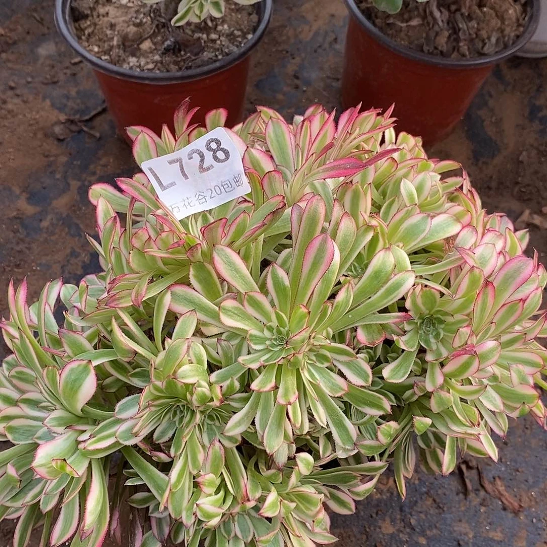 728黑铜白朵朵多肉植物