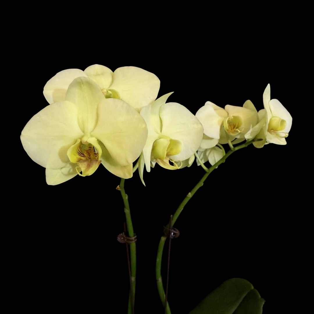 明兰花卉（薄荷糖浆）全花3.0寸杯发货AA