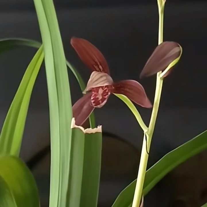 一物一拍暮山紫建兰浓香型兰花苗室内办公室好养绿植盆栽花卉