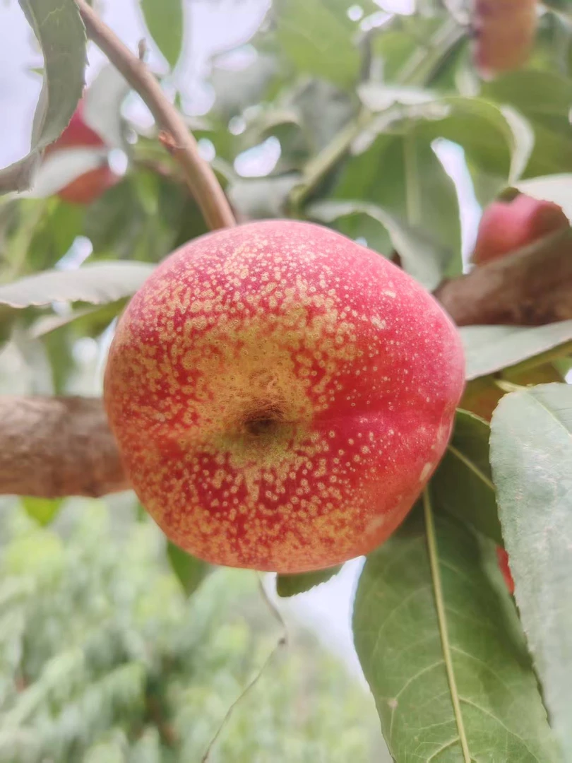 新疆喀什冰糖蟠桃  糖一样甜的蟠桃