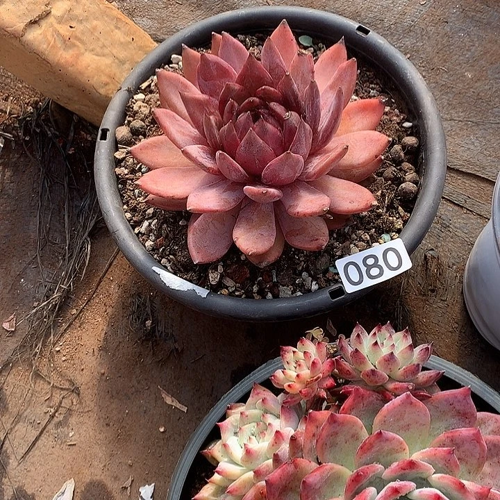 080冬云 一物一拍多肉