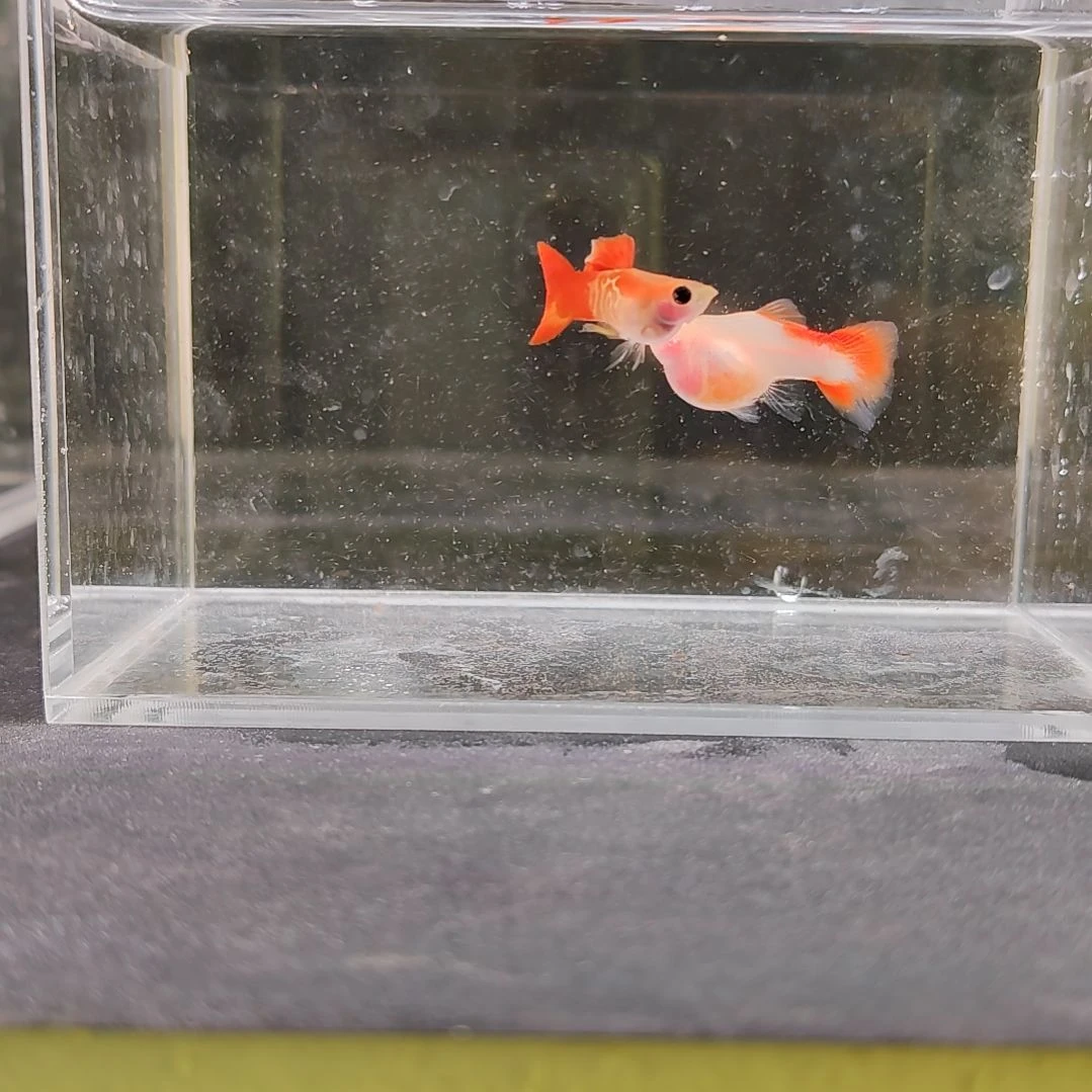 孔雀鱼编号44琉璃玻璃猫球