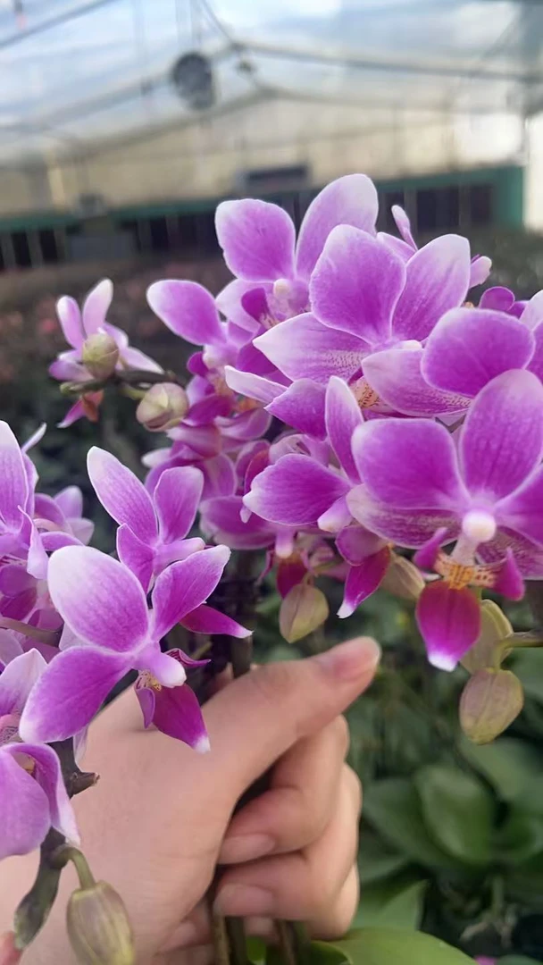 【香格里拉】精品蝴蝶兰花期长一年开花多--XM专属01