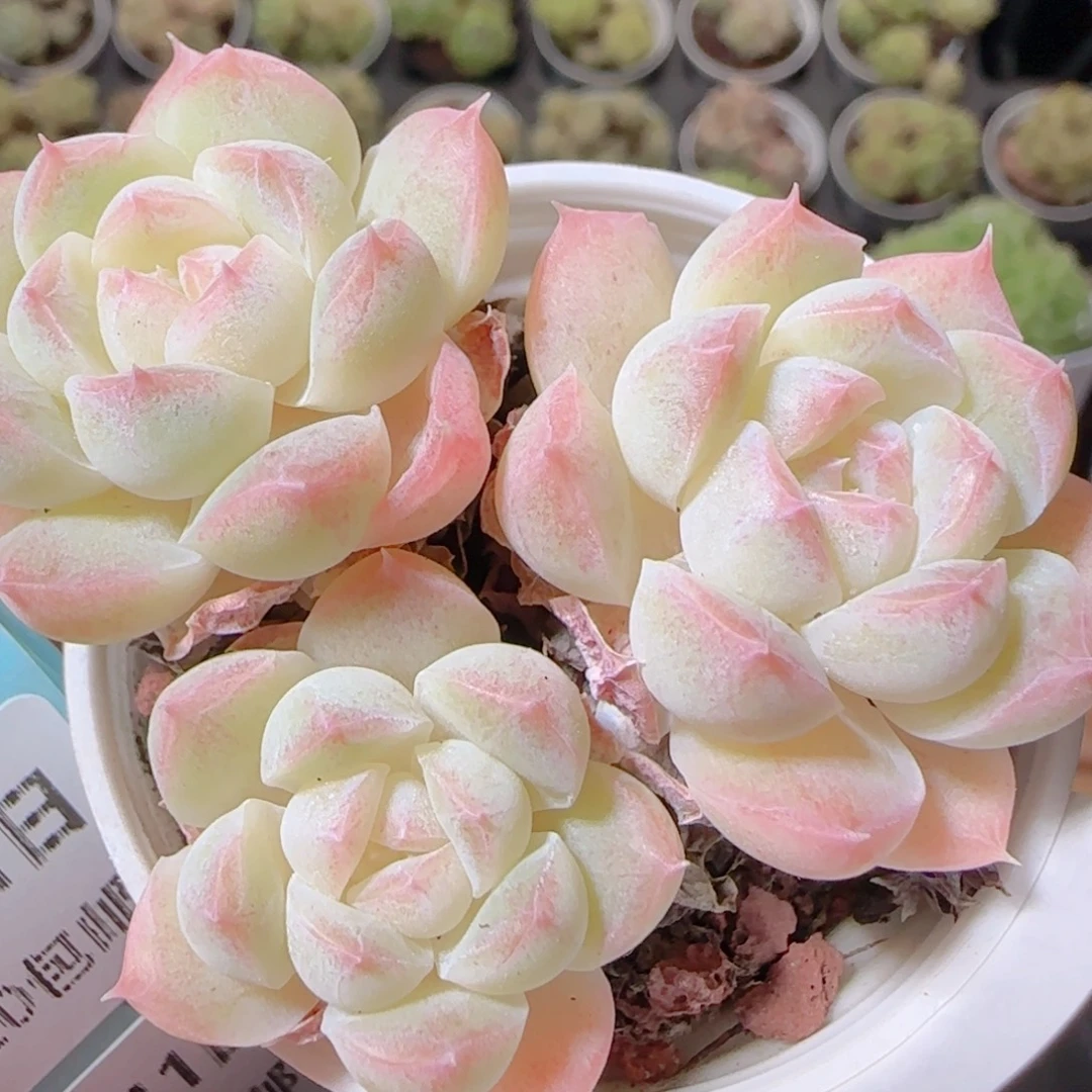 花语逸镜1101-115白桃