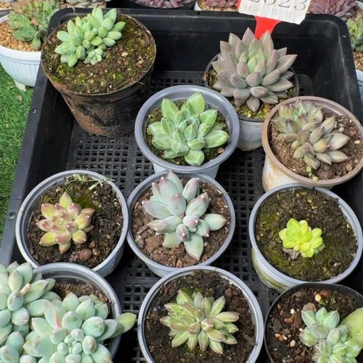 2523多肉植物一物一拍