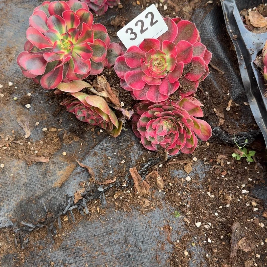 王***:4个小苗多肉植物322