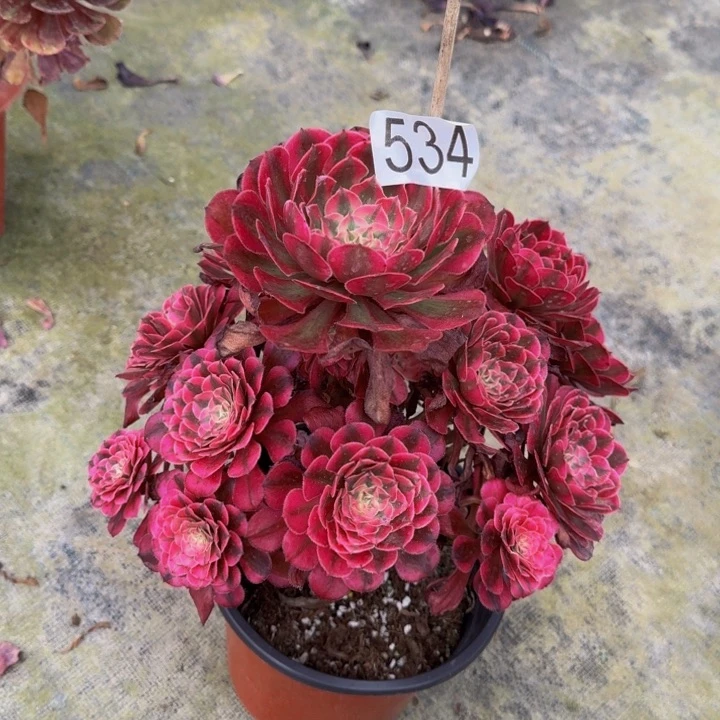 000000000534红彤白