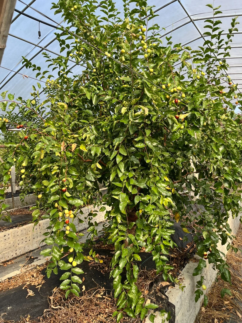 冰糖小甜枣绿植苗盆景庭院阳台装饰南北方室外好养