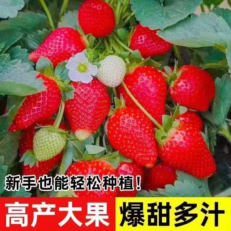 丹东99草莓苗红颜九九盆栽地栽草莓秧苗四季常绿阳台种苗