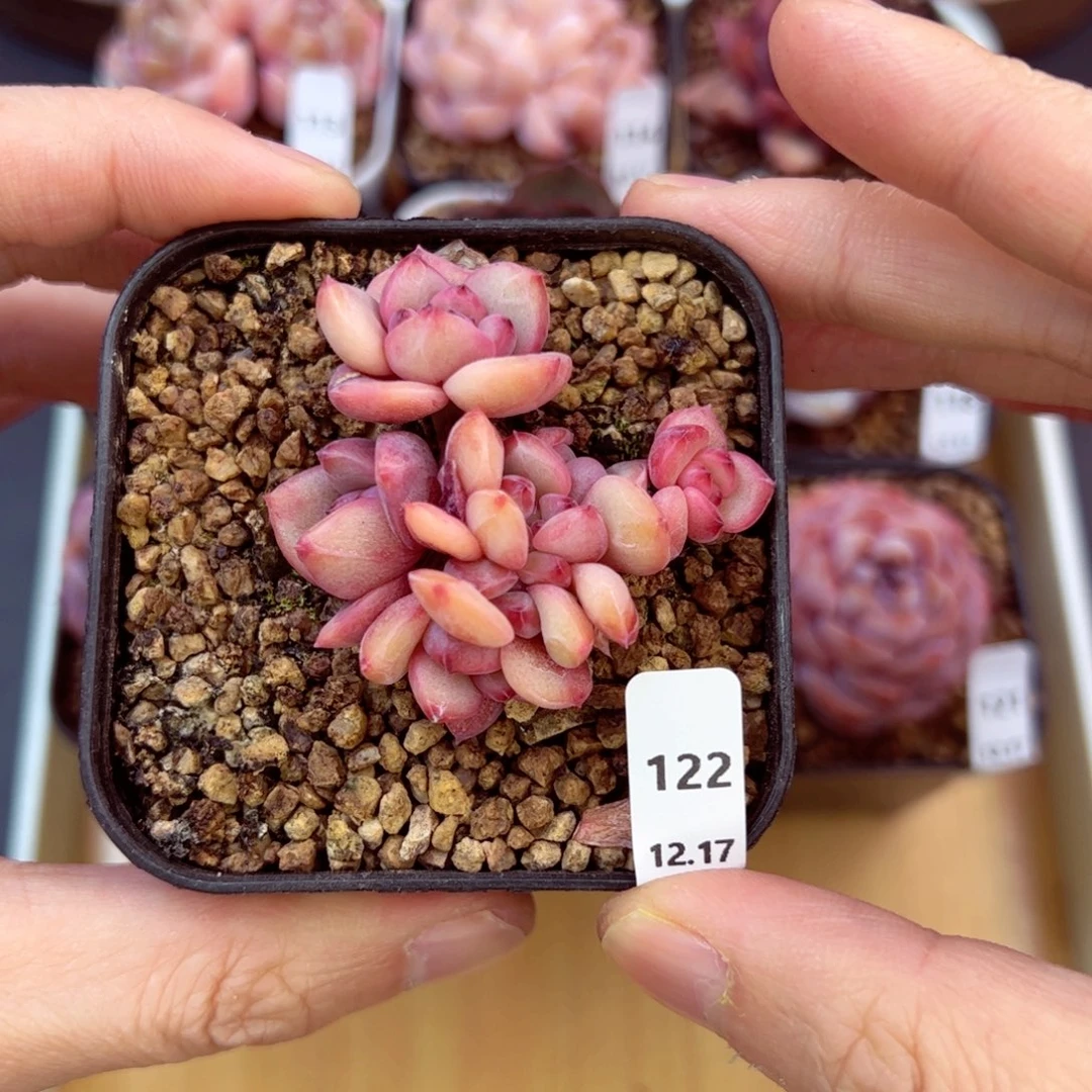 好好看122、哈哈哈哈