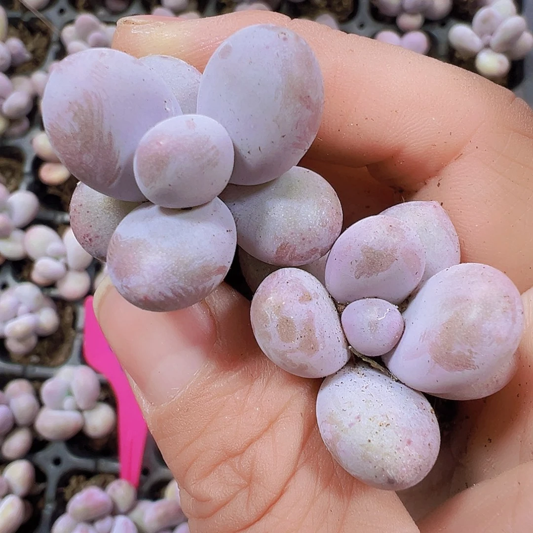 奶酪5颗19包邮多肉植物