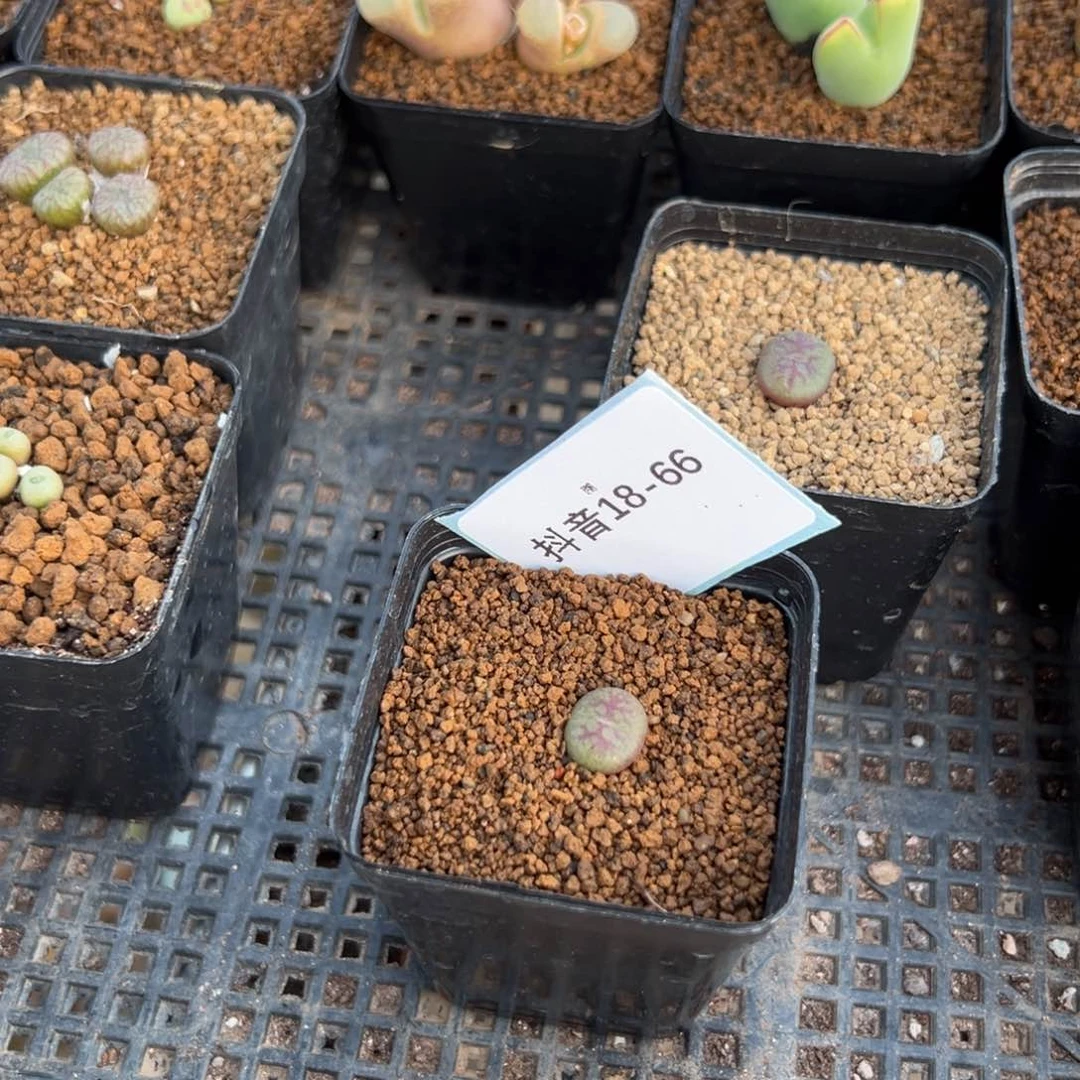 A****扬18-66肉锥多肉植物