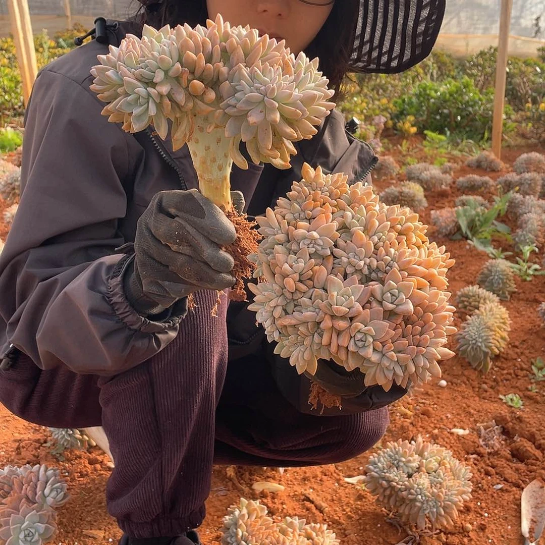 棒棒糖形淡雪缀19.8米量拍多肉