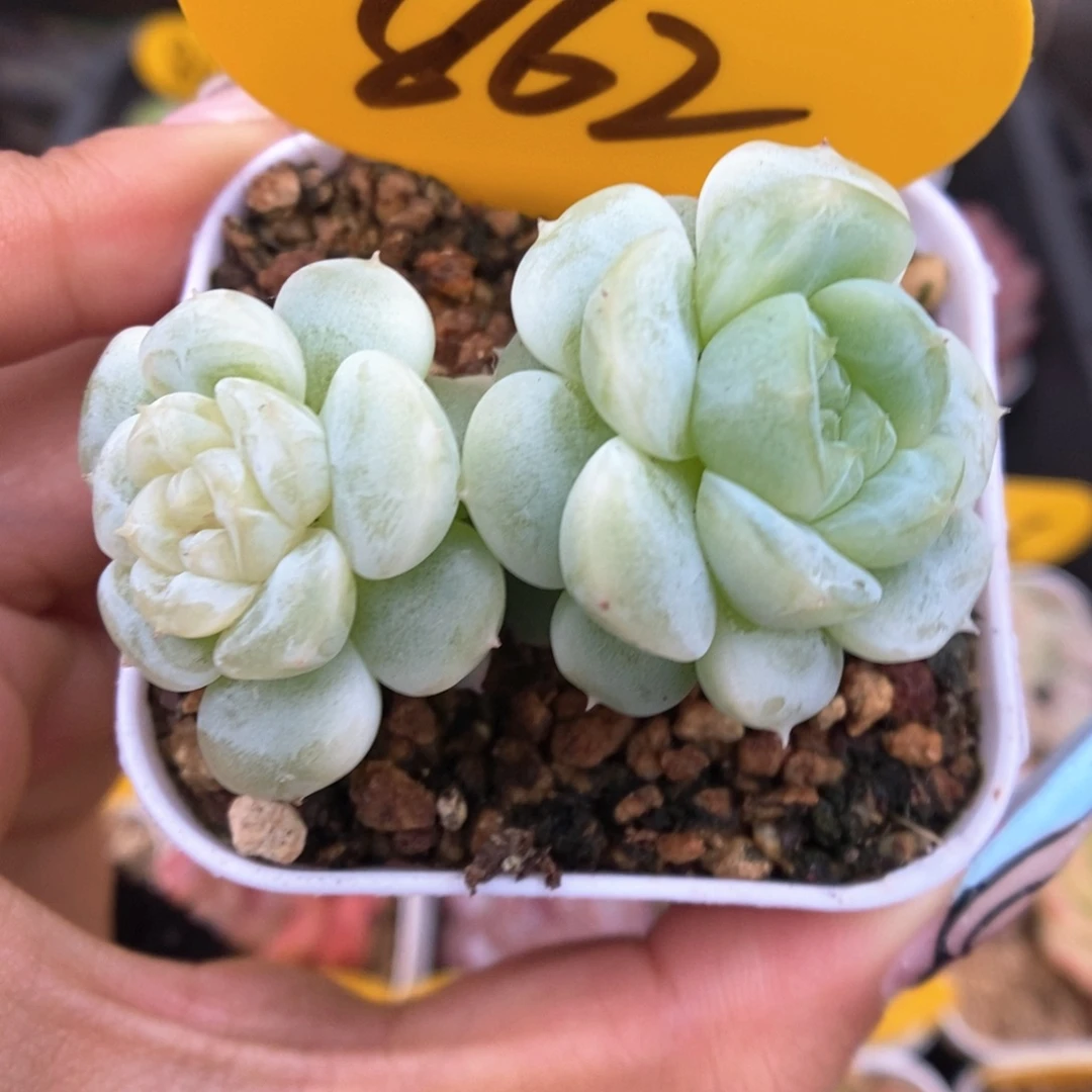 白晶体珍妮可拍862号