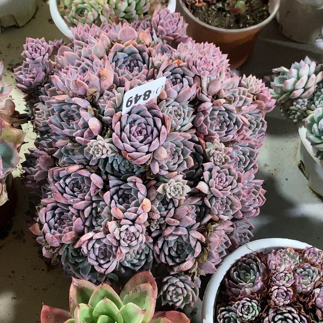 嗨**格849霜花多肉植物