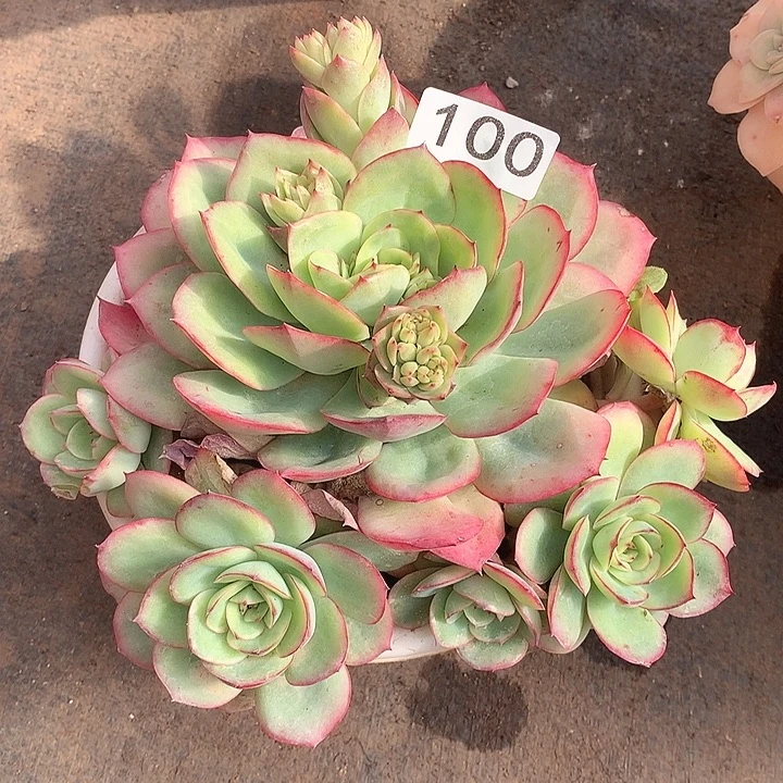 100牡丹亭一物一拍多肉