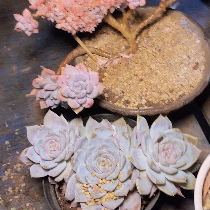 上***）这几句真的好好啊哈哈好好听