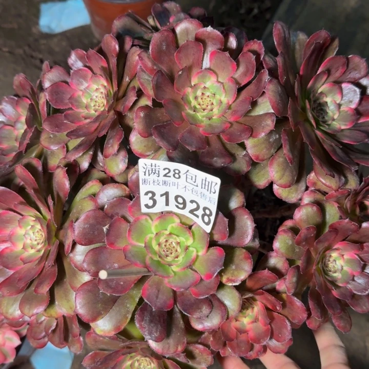 31928黑金刚多肉植物