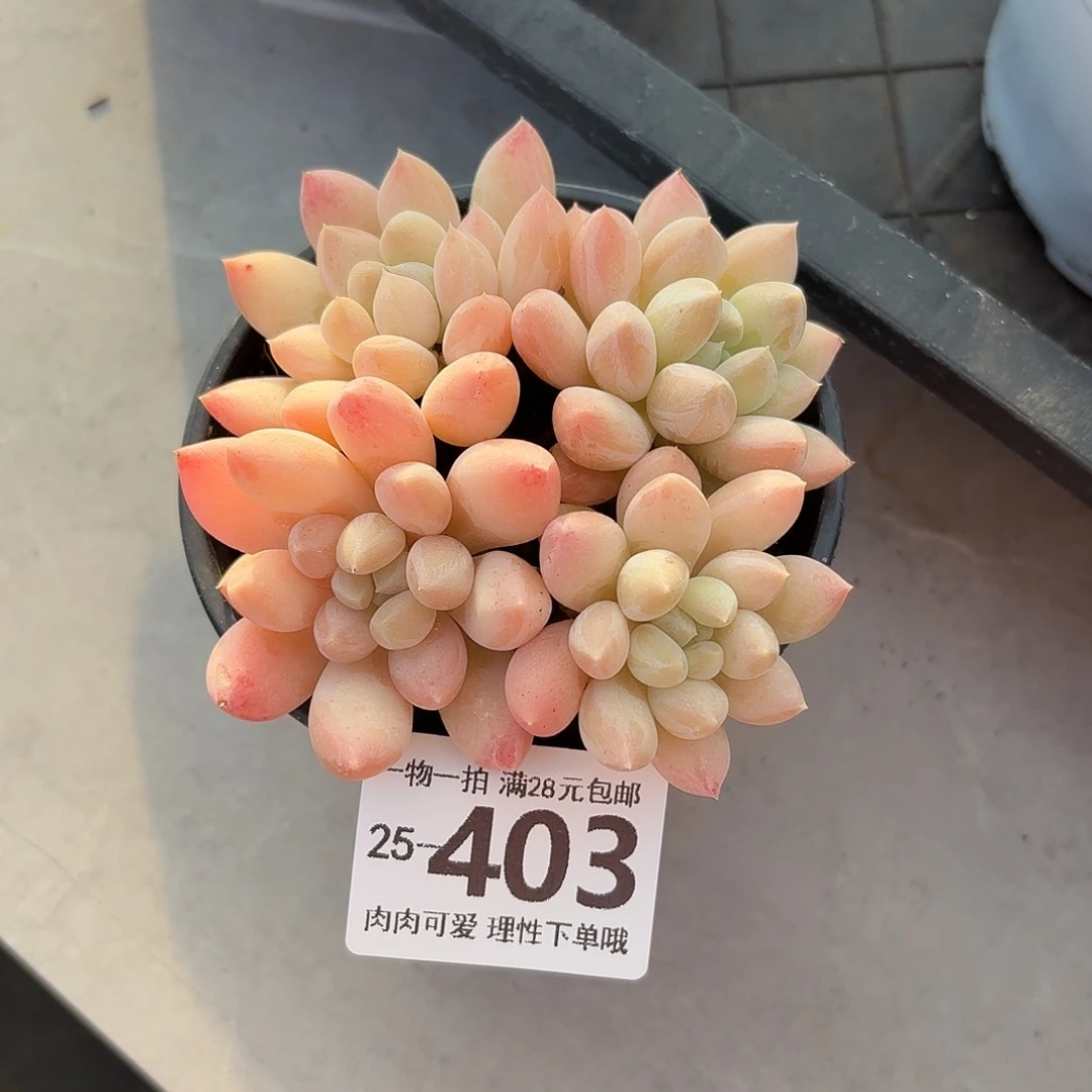 星空美人无盆土发货无