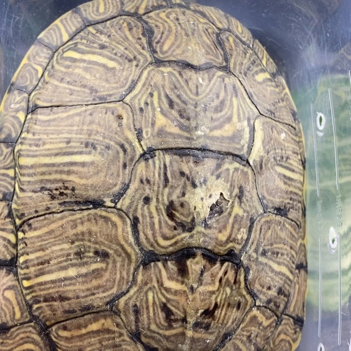 巴西彩龟母66666666