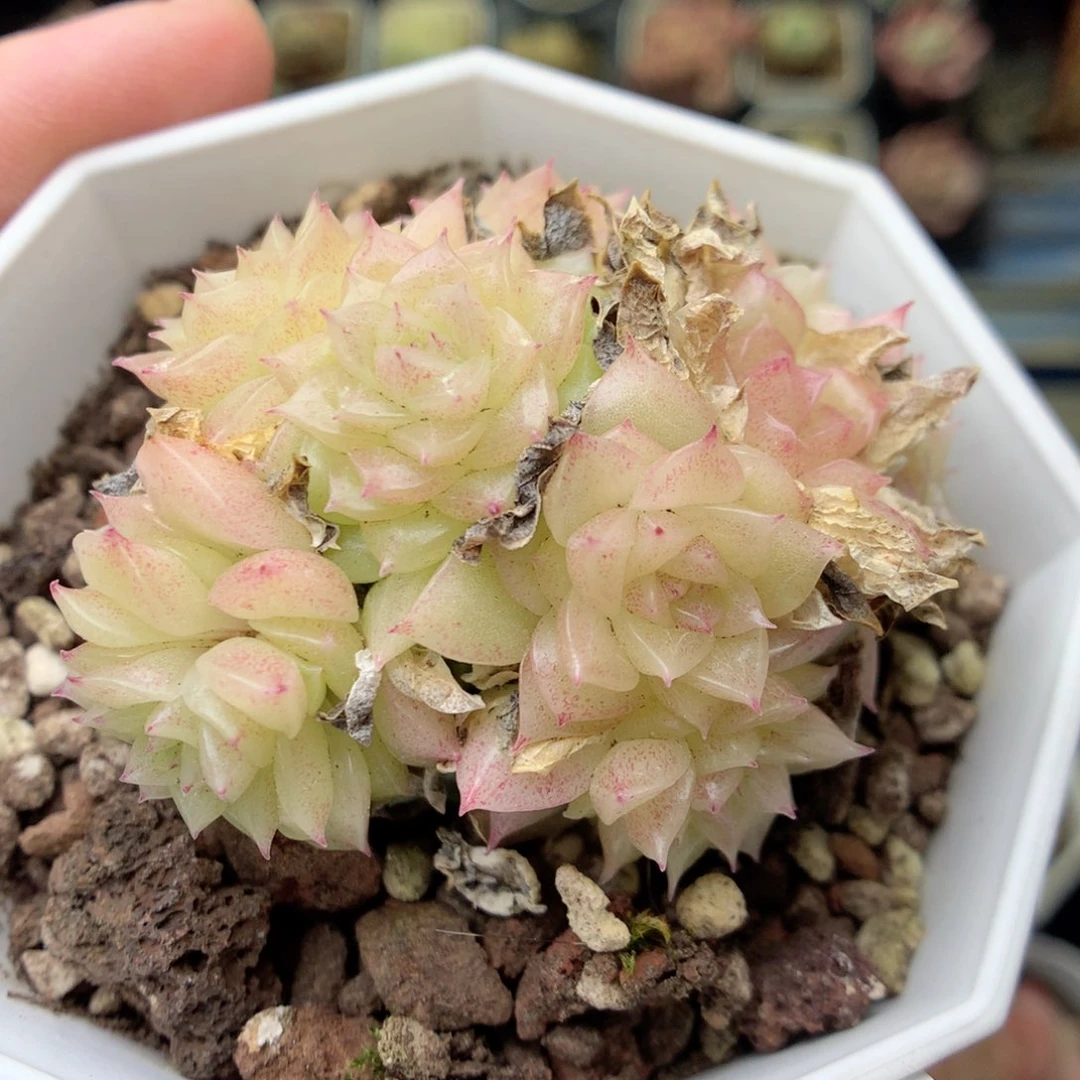 Q68 ，20包邮两天凑单偏远不发货