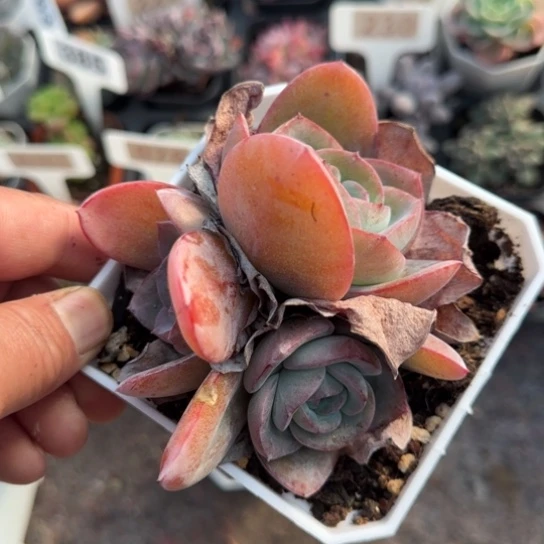 200布鲁蓝多肉植物多