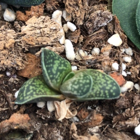旋转蜗牛多肉植物