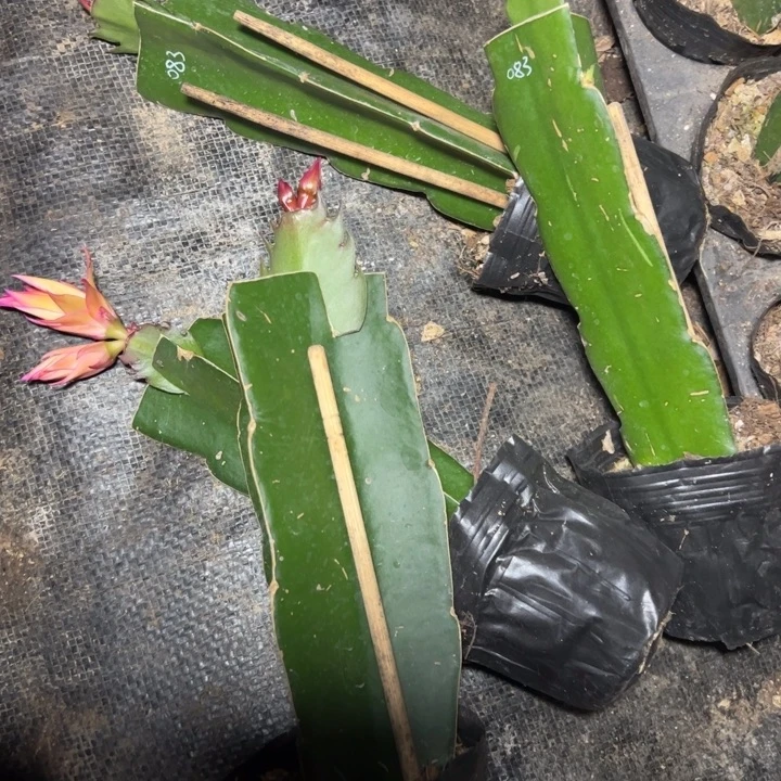 083嫁接单片小苗一颗40