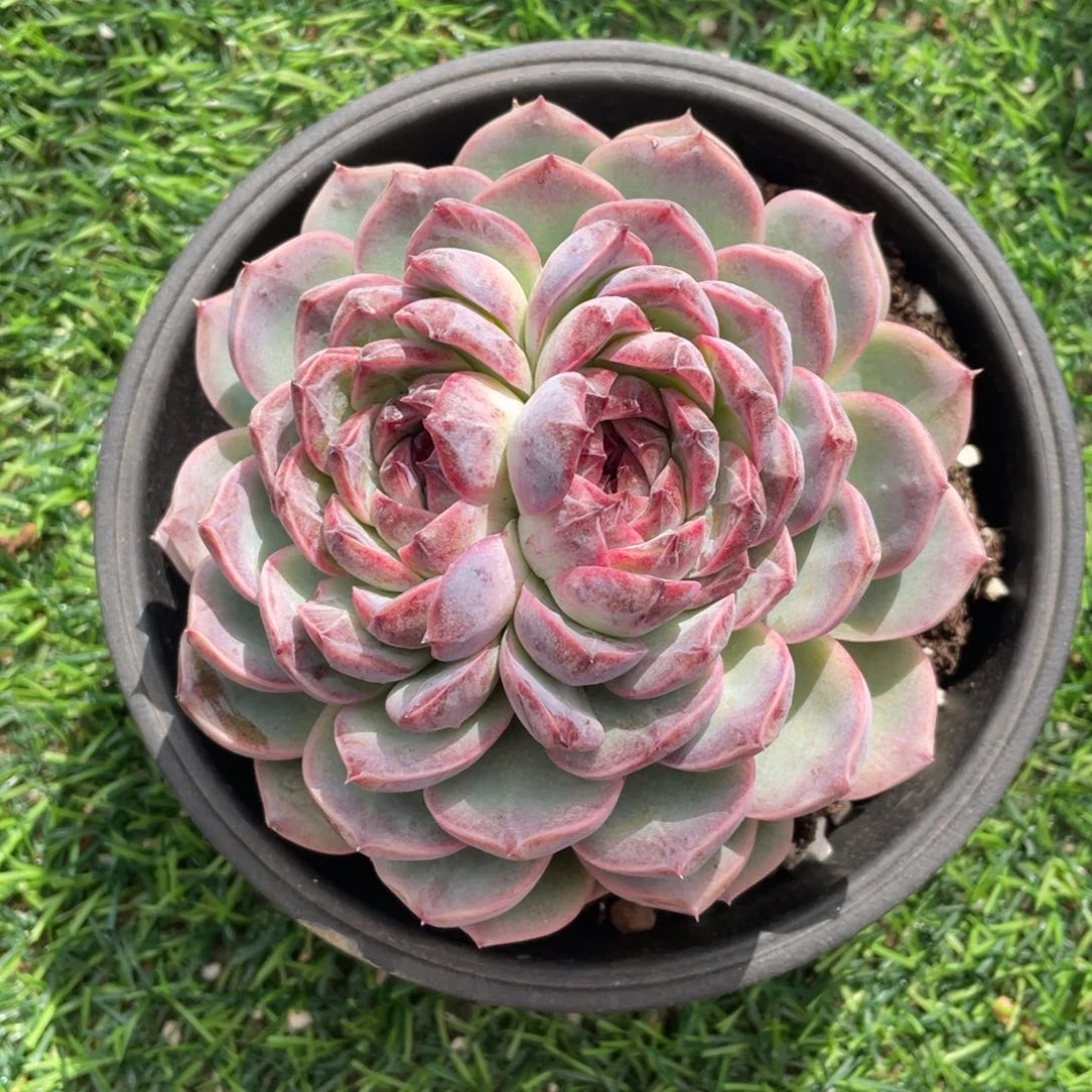 水晶杂冠幅12 公分一物一拍