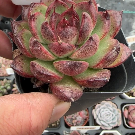 173黑水晶多肉植物多