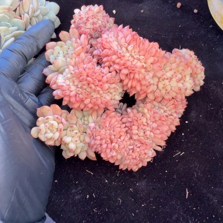 13厘米左右一物一拍的的白胖子多肉植物