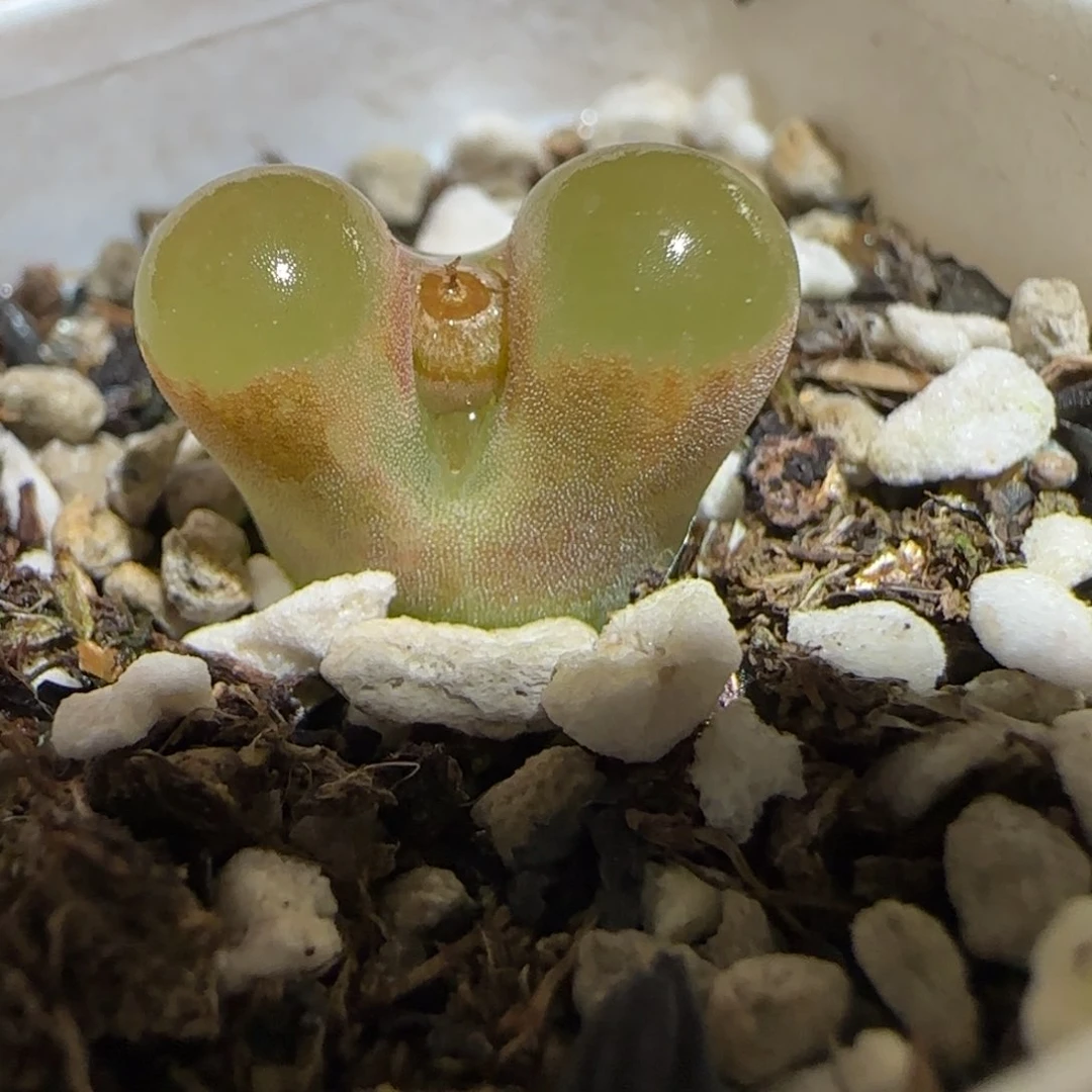 肉锥多肉植物百科30-磁铁1223