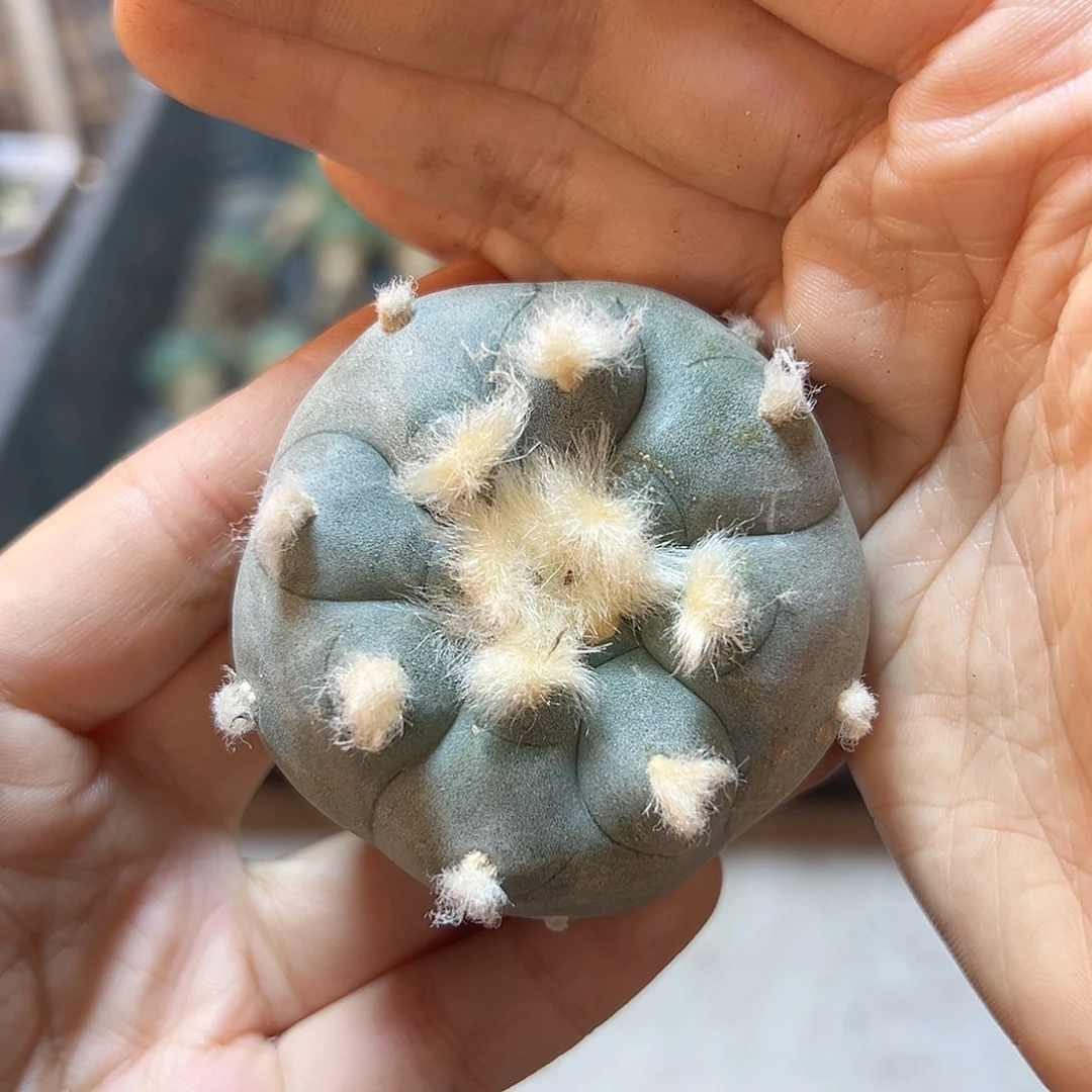 实生kk勒骨乌5公分带盆