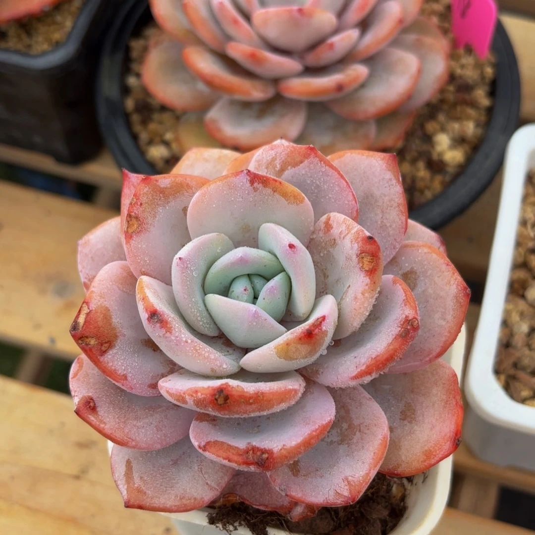 灰***?哈哈哈哈哈哈哈