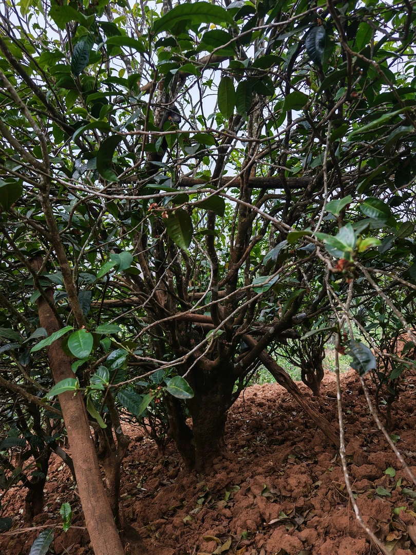 花香2025正气塘古树生普125克