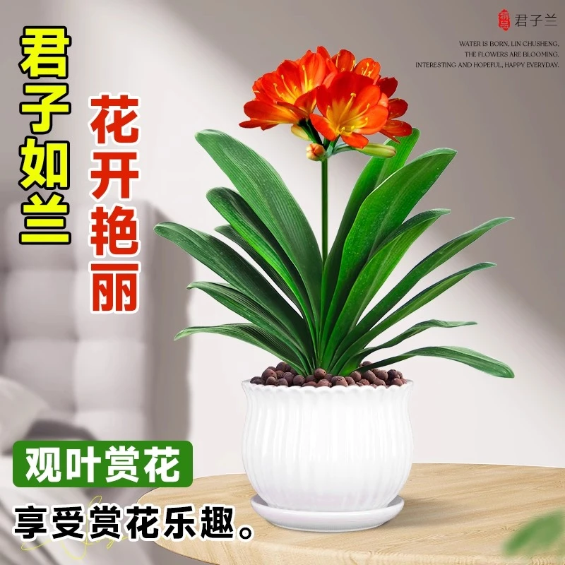 四季君子兰盆栽带花苞小苗花卉植物室内易活绿植水培好养多肉大全