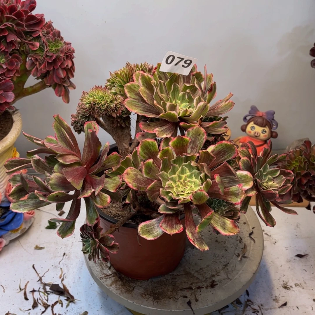 多肉植物水墨画缀有修枝不包损079