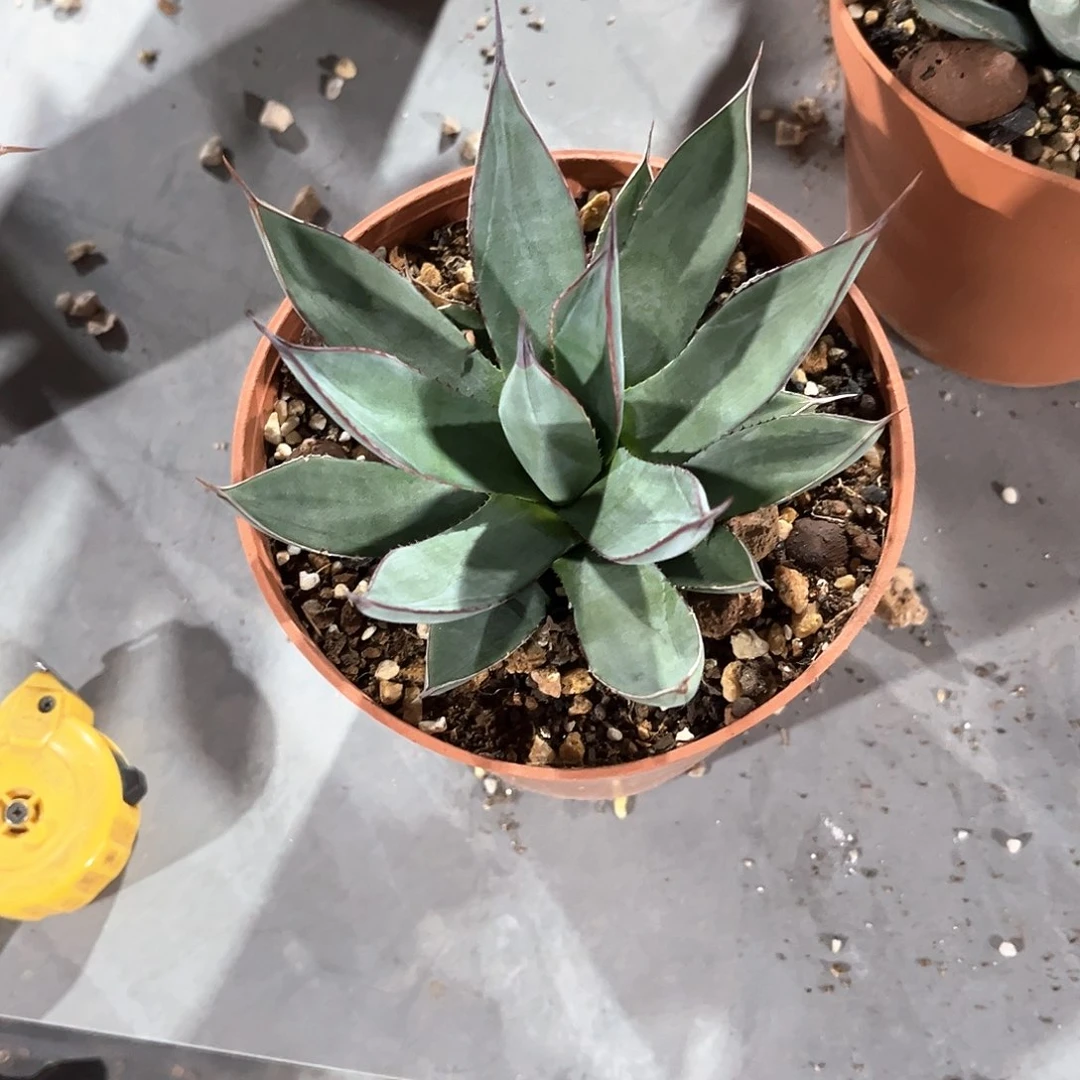 8*龙舌兰蓝色火焰70